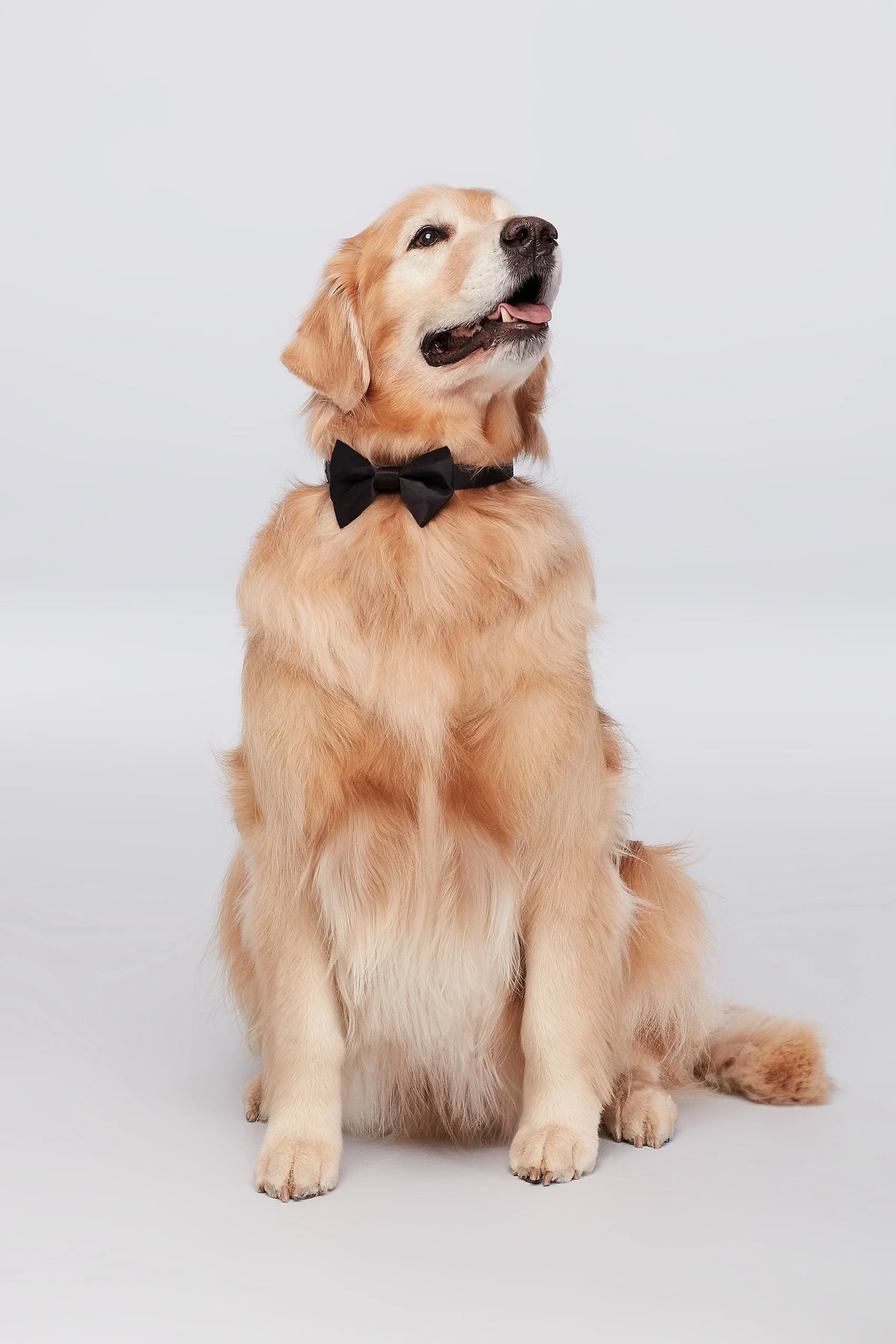 Dog of Honor Bow Tie